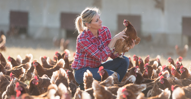 Comment favoriser la ponte chez les volailles ?